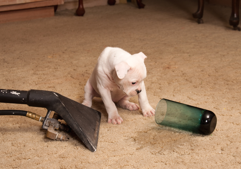 carpet cleaning with pets